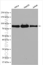 GLE1 Antibody in Western Blot (WB)