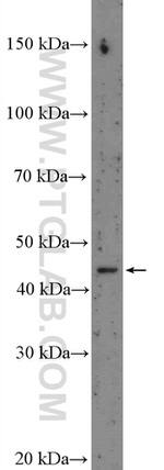 Nesprin 4 Antibody in Western Blot (WB)
