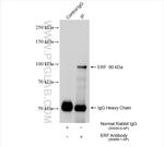ERF Antibody in Immunoprecipitation (IP)