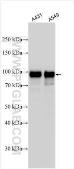 ERF Antibody in Western Blot (WB)