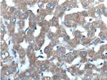 Mitoferrin 1 Antibody in Immunohistochemistry (Paraffin) (IHC (P))