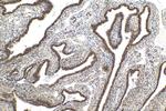 TRMT112 Antibody in Immunohistochemistry (Paraffin) (IHC (P))