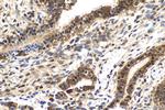 TRMT112 Antibody in Immunohistochemistry (Paraffin) (IHC (P))