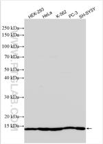 TRMT112 Antibody in Western Blot (WB)