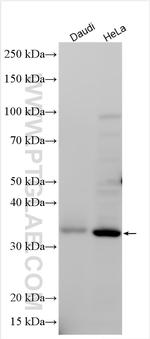 PTCD2 Antibody in Western Blot (WB)