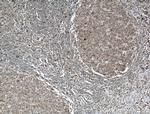 L-selectin Antibody in Immunohistochemistry (Paraffin) (IHC (P))
