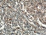 L-selectin Antibody in Immunohistochemistry (Paraffin) (IHC (P))