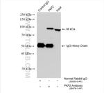 Plakophilin 2 Antibody in Immunoprecipitation (IP)