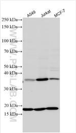 GNB1L Antibody in Western Blot (WB)