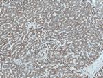 SLC2A9 Antibody in Immunohistochemistry (Paraffin) (IHC (P))
