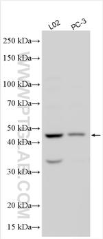 FAM161B Antibody in Western Blot (WB)