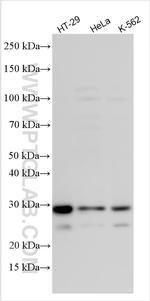 EGR3 Antibody in Western Blot (WB)