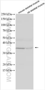 ZIP13 Antibody in Western Blot (WB)