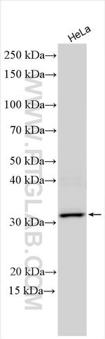 ZIP13 Antibody in Western Blot (WB)