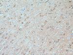 FAM131B Antibody in Immunohistochemistry (Paraffin) (IHC (P))
