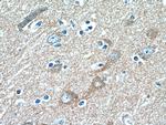 FAM131B Antibody in Immunohistochemistry (Paraffin) (IHC (P))