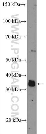 FAM131B Antibody in Western Blot (WB)