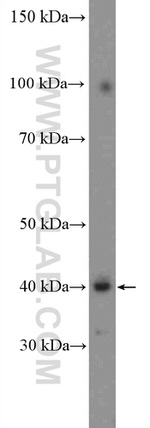 FAM131B Antibody in Western Blot (WB)