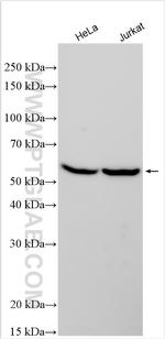 AMBN Antibody in Western Blot (WB)