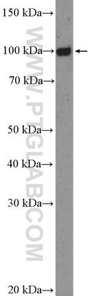 FCRL5 Antibody in Western Blot (WB)