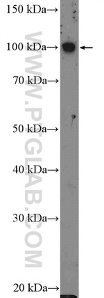FCRL5 Antibody in Western Blot (WB)
