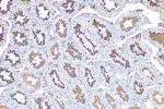 FAM181A Antibody in Immunohistochemistry (Paraffin) (IHC (P))