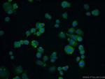 C13orf1 Antibody in Immunocytochemistry (ICC/IF)