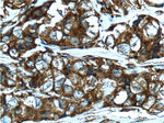Vinculin Antibody in Immunohistochemistry (Paraffin) (IHC (P))