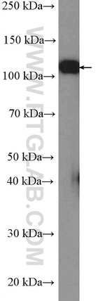 Vinculin Antibody in Western Blot (WB)