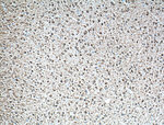 Parvalbumin Antibody in Immunohistochemistry (Paraffin) (IHC (P))