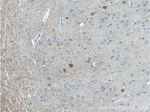 Parvalbumin Antibody in Immunohistochemistry (Paraffin) (IHC (P))