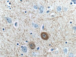 Parvalbumin Antibody in Immunohistochemistry (Paraffin) (IHC (P))