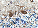 Parvalbumin Antibody in Immunohistochemistry (Paraffin) (IHC (P))