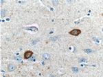 Parvalbumin Antibody in Immunohistochemistry (Paraffin) (IHC (P))