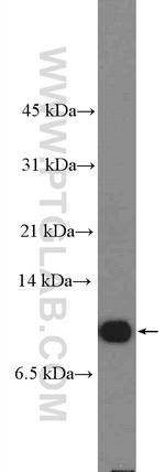 Parvalbumin Antibody in Western Blot (WB)