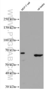 PPM1D Antibody in Western Blot (WB)