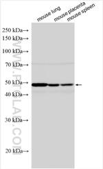 Ephrin B2 Antibody in Western Blot (WB)
