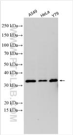 UNC119B Antibody in Western Blot (WB)