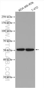PMPCA Antibody in Western Blot (WB)