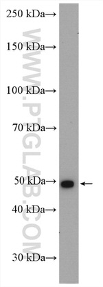 PMPCA Antibody in Western Blot (WB)