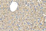 SLC39A14/ZIP-14 Antibody in Immunohistochemistry (Paraffin) (IHC (P))