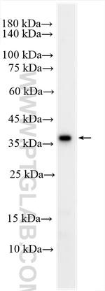 MUC7 Antibody in Western Blot (WB)