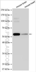 SLC33A1 Antibody in Western Blot (WB)
