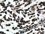 Phospholipase C beta 1 Antibody in Immunohistochemistry (Paraffin) (IHC (P))