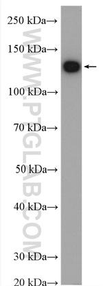 Phospholipase C beta 1 Antibody in Western Blot (WB)