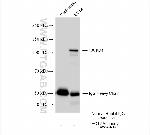 ECT2 Antibody in Immunoprecipitation (IP)