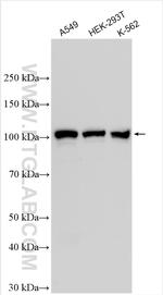 ECT2 Antibody in Western Blot (WB)