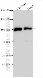 ECT2 Antibody in Western Blot (WB)