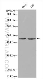 SERPINB3 Antibody in Western Blot (WB)