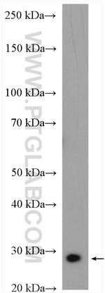 ATG101 Antibody in Western Blot (WB)
